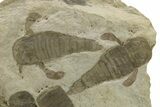 Plate of Eurypterus (Sea Scorpion) Fossils - Ukraine #284411-1